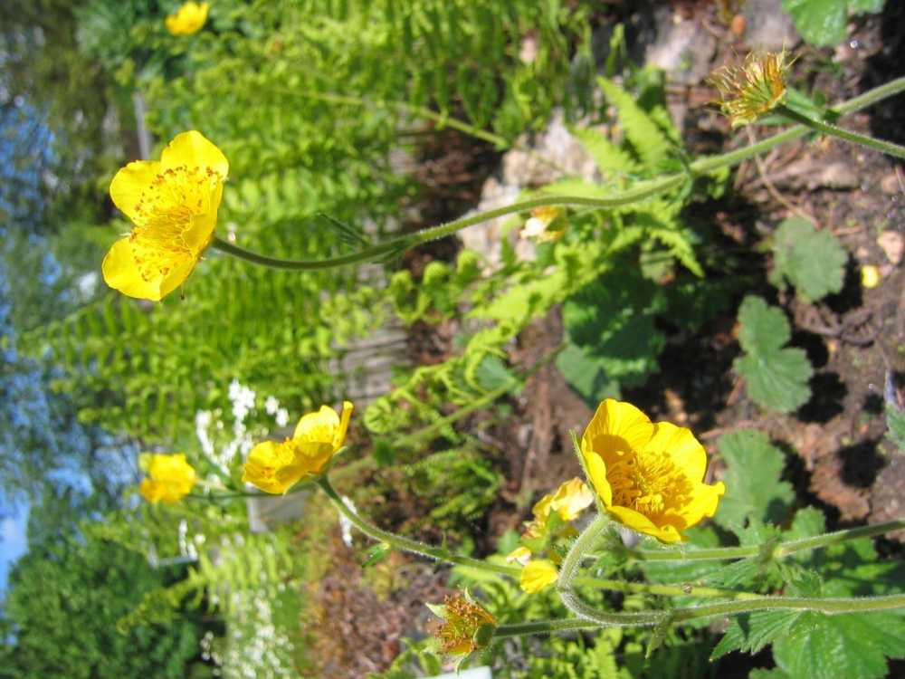 Geum pyrenaicum (Pyrenäen-Nelkenwurz)